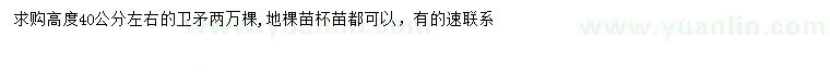 求購高40公分左右衛(wèi)矛