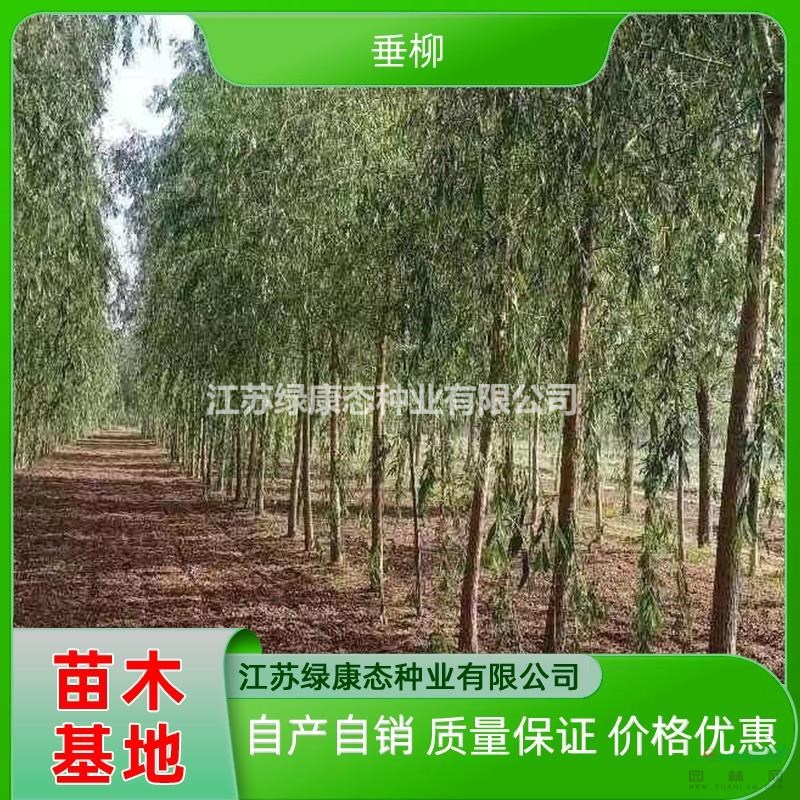 10公分垂柳批發(fā) 10公分垂柳廠家 10公分垂柳基地 江蘇垂柳