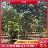 江蘇10公分櫸樹介紹 大規格櫸樹供應 櫸樹綠化苗木 紅櫸樹