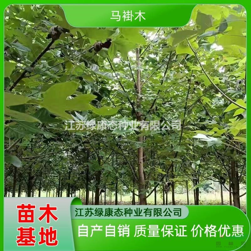 江蘇綠康態(tài)常年供應(yīng)10公分馬褂木 大規(guī)格馬褂木 精品馬褂木基地