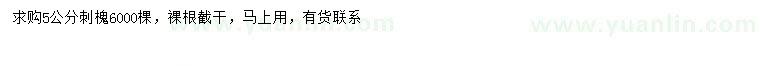 求購(gòu)5公分刺槐