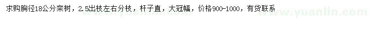 求購(gòu)胸徑18公分欒樹(shù)
