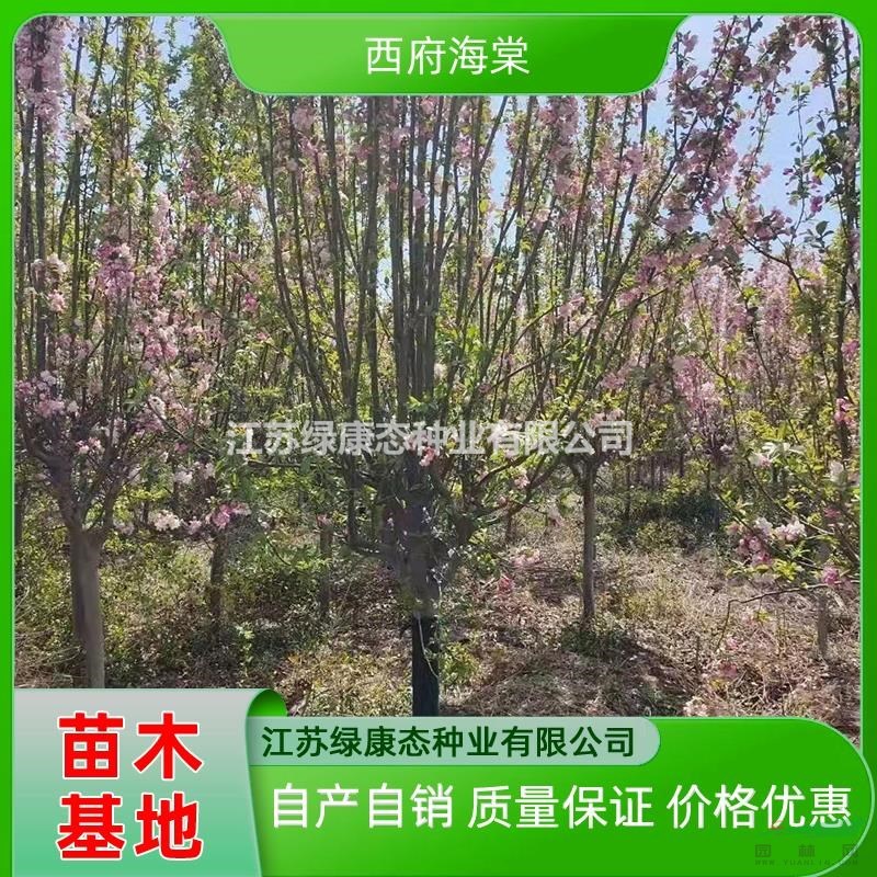 優(yōu)質(zhì)特價(jià)10公分西府海棠產(chǎn)地直銷(xiāo) 江蘇西府海棠 西府海棠優(yōu)質(zhì)供應(yīng)商