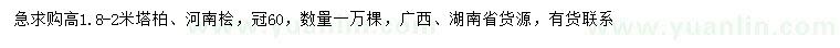 求購高1.8-2米塔柏、河南檜