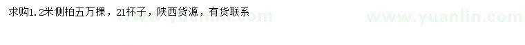 求購(gòu)1.2米側(cè)柏