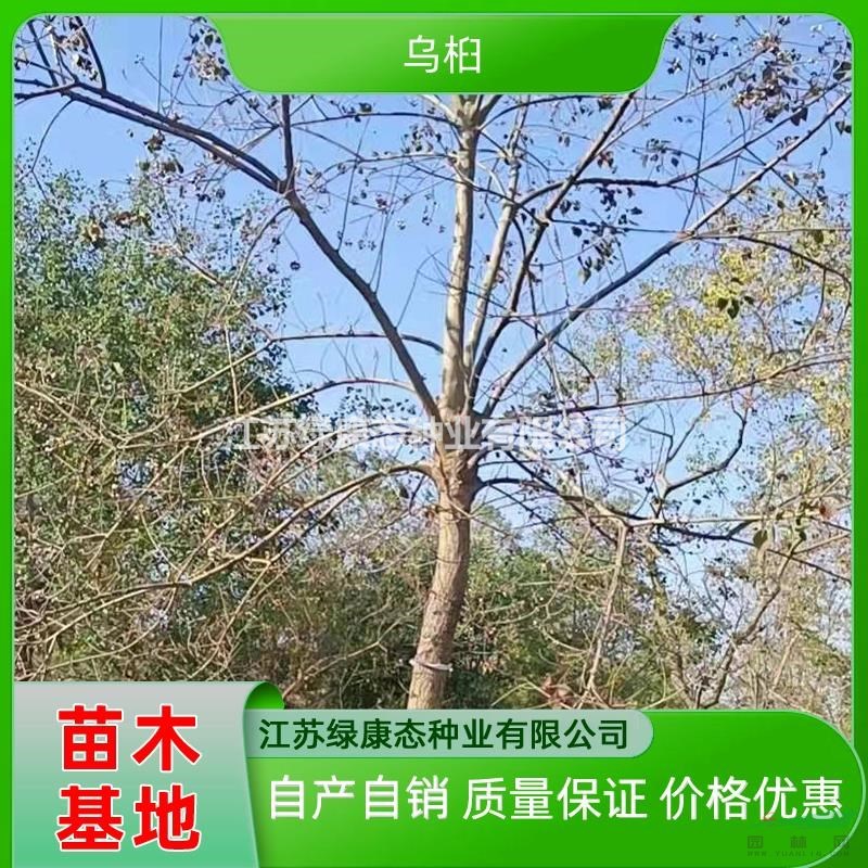 供應(yīng)12公分烏桕 烏桕基地直供 大規(guī)格烏桕 烏桕綠化工程苗木