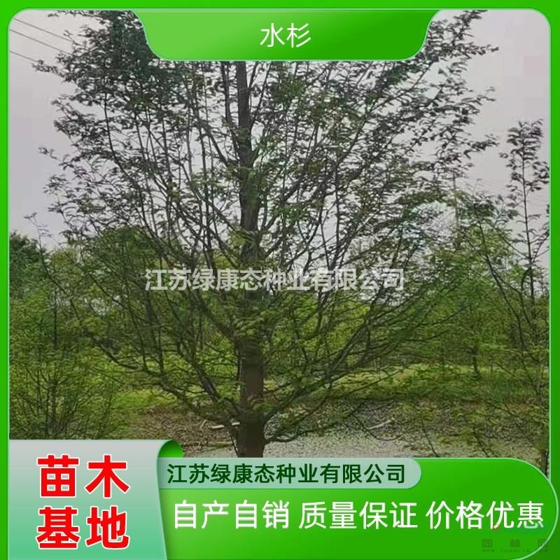 13公分水杉基地 采購水杉到江蘇綠康態(tài) 水杉專業(yè)培育