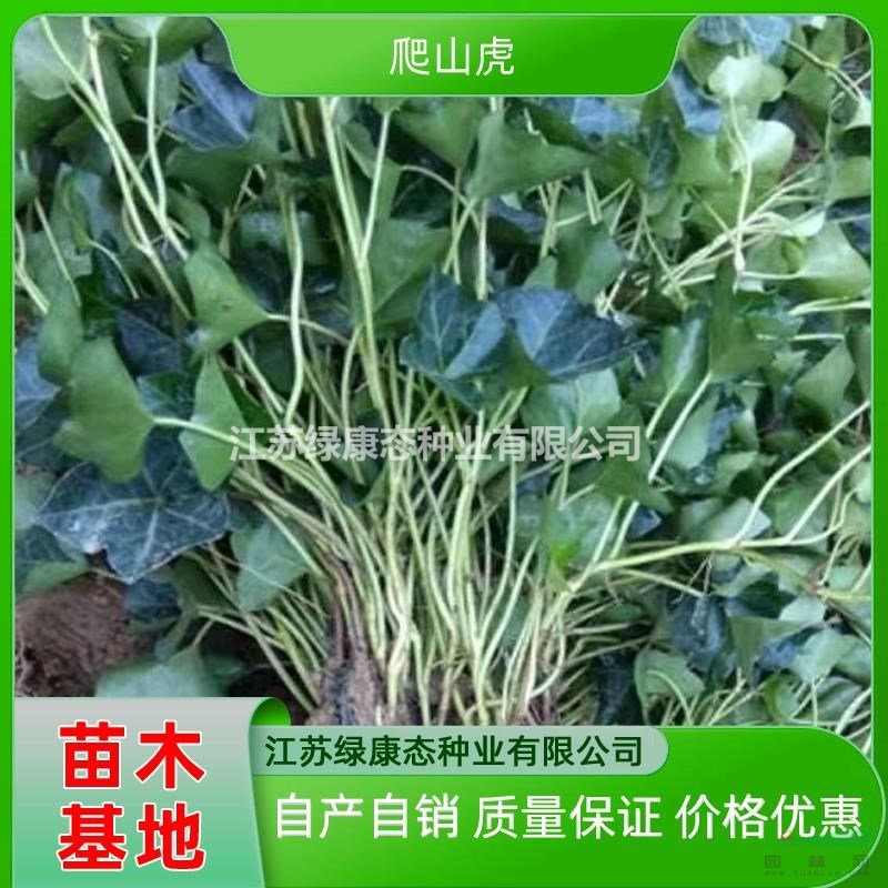 江蘇地區(qū)供應(yīng)30厘米常春藤 爬藤植物常春藤 常春藤杯苗