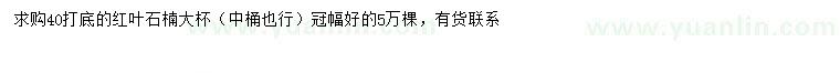 求購40公分以上紅葉石楠