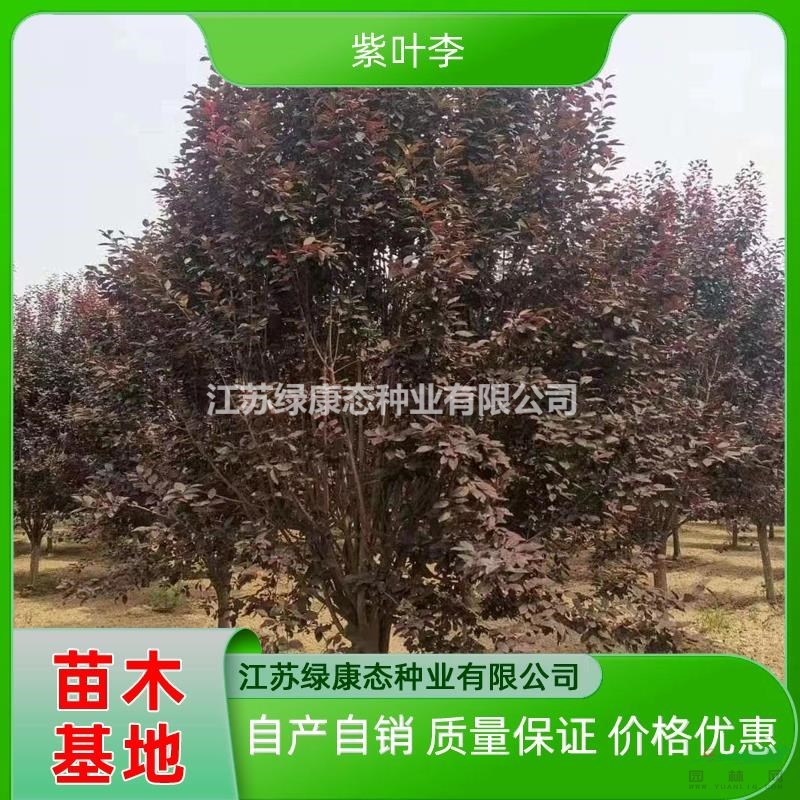 供應(yīng)15公分紫葉李 15公分紫葉李報(bào)價(jià) 精品紫葉李自產(chǎn)自銷