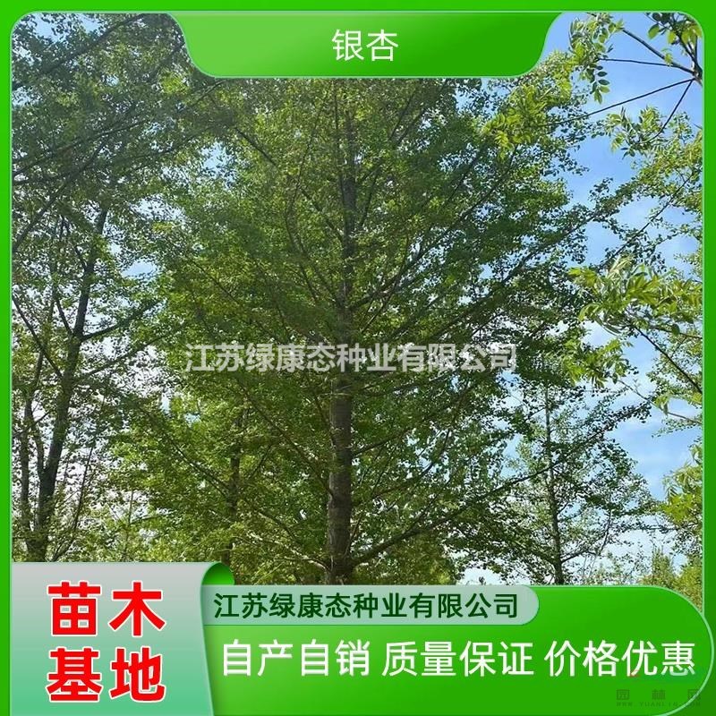 供應(yīng)18公分銀杏 精品銀杏綠化苗木 銀杏道路綠化 銀杏小區(qū)綠化