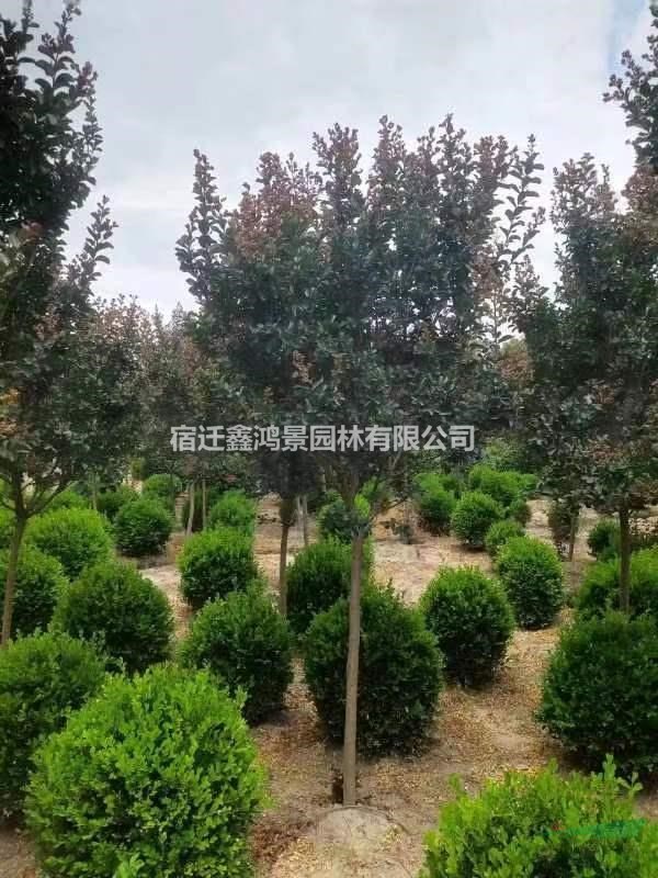 苗圃低價直銷0.20一2米，瓜子黃楊球價格，小葉黃楊價格，瓜子黃..