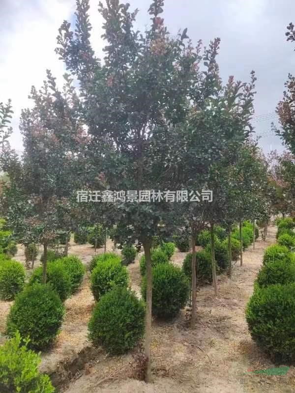 苗圃低價直銷0.20一2米，瓜子黃楊球價格，小葉黃楊價格，瓜子黃..