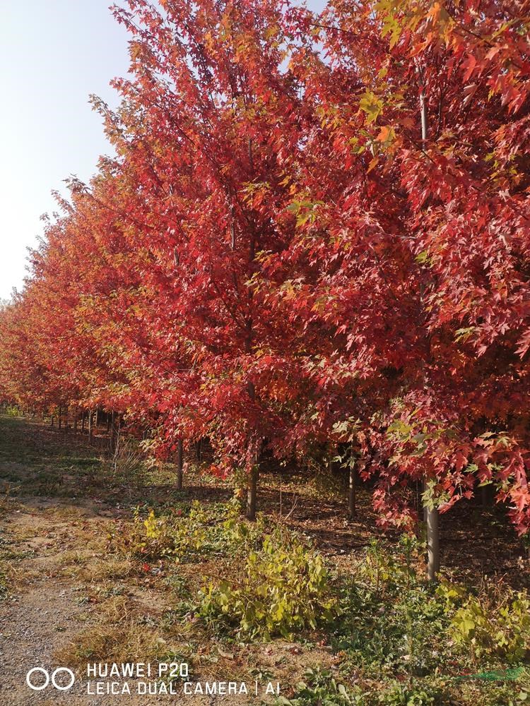 淄博美國紅楓基地  6-15公分秋日夢幻特價批發(fā)