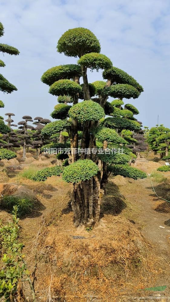 湖南造型紅花繼木，湖南造型小葉女貞，湖南造型亮晶女貞基地直銷