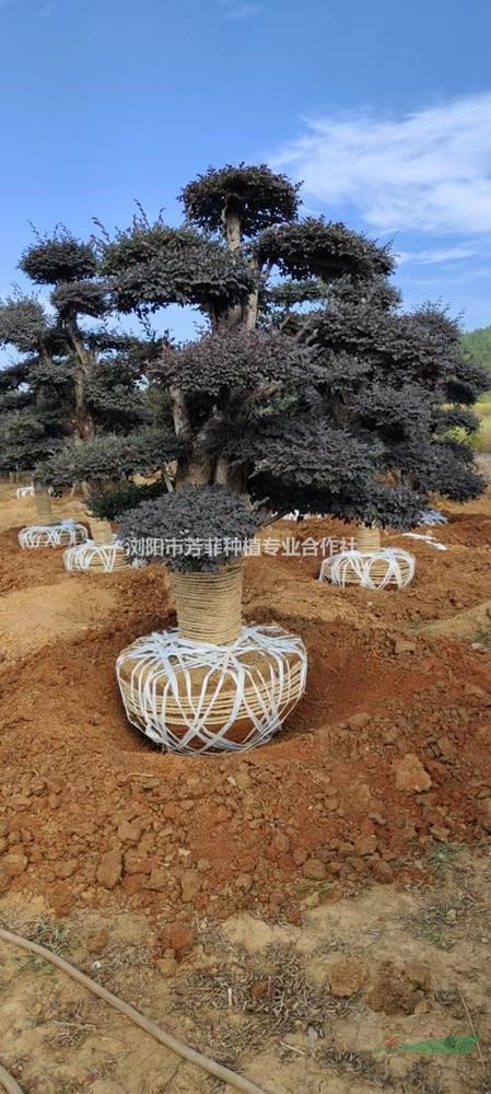 湖南造型紅花繼木，湖南造型小葉女貞，湖南造型亮晶女貞基地直銷