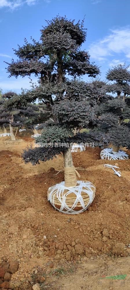 湖南造型景觀樹視頻基地直銷 優(yōu)惠出售造型小葉女貞 造型紅花繼木 造型黑松 造型赤楠 長飄造型羅漢松