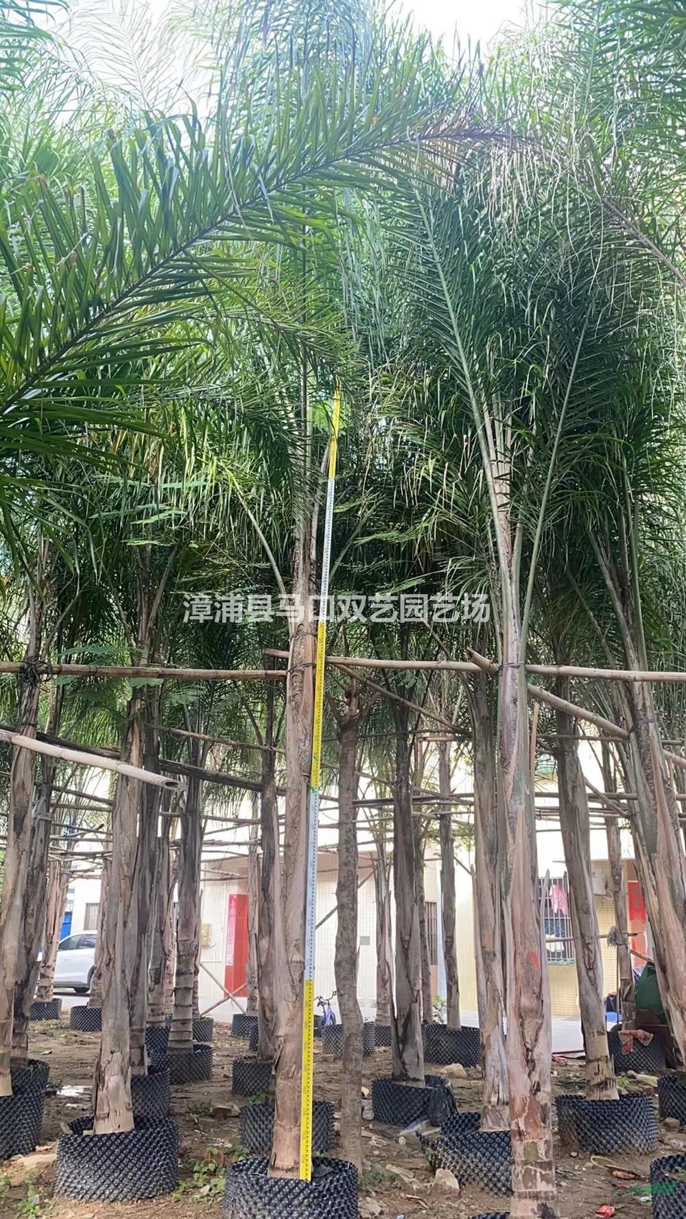 福建漳州皇后葵基地/福建皇后葵價格優(yōu)惠