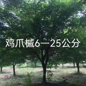 優(yōu)質(zhì)苗木，樂昌含笑，合歡，雞瓜槭等各種規(guī)格