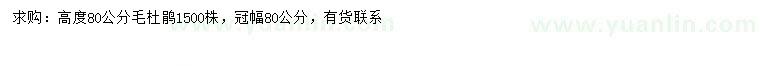 求購(gòu)高80公分毛杜鵑