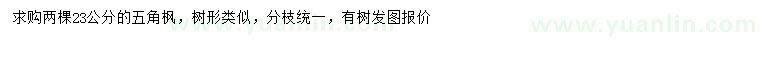 求購23公分五角楓