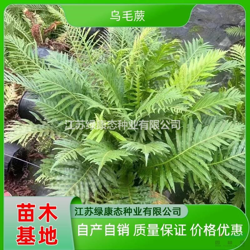 優(yōu)質(zhì)特價高度50厘米烏毛蕨產(chǎn)地直銷 烏毛蕨小苗 烏毛蕨盆栽