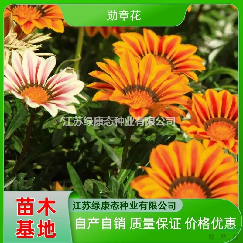 供應(yīng)高度50厘米勛章菊 多年生草本植物​勛章菊 低價(jià)出售​勛章菊小苗