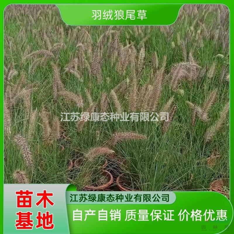 供應高度50厘米羽絨狼尾草 專業(yè)培育羽絨狼尾草盆栽 羽絨狼尾草價格便宜