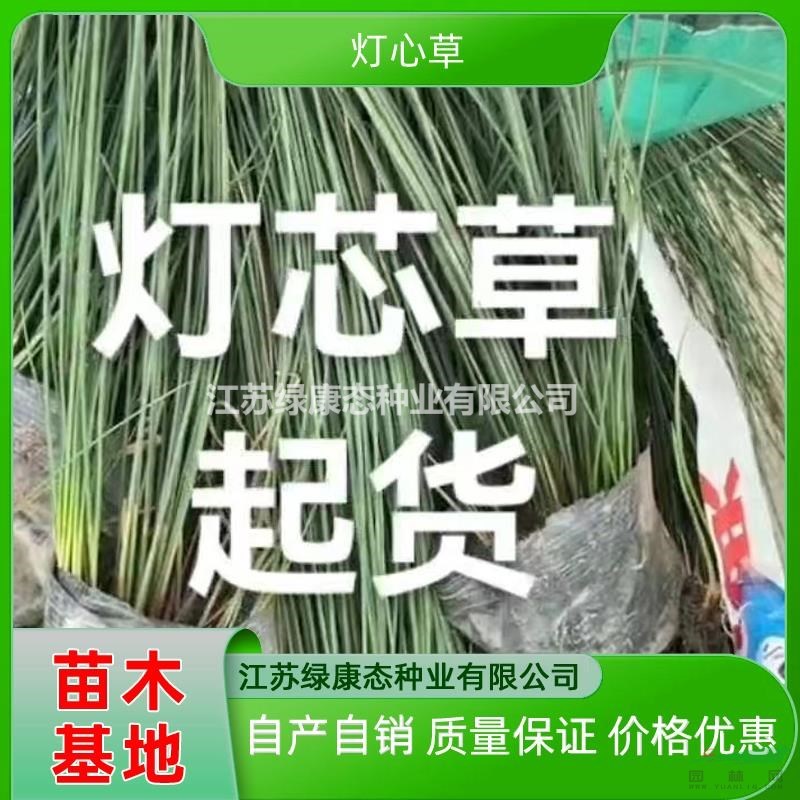 供應(yīng)高度60厘米燈芯草 批發(fā)燈芯草 多年生草本植物燈芯草