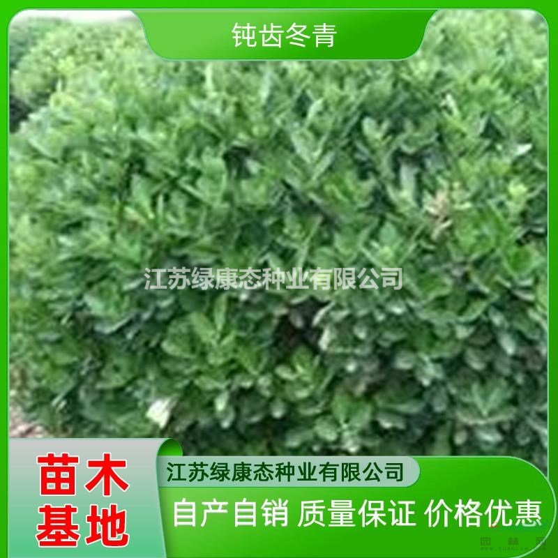 優(yōu)質特價高度80厘米鈍齒冬青產(chǎn)地直銷 常綠灌木鈍齒冬青苗