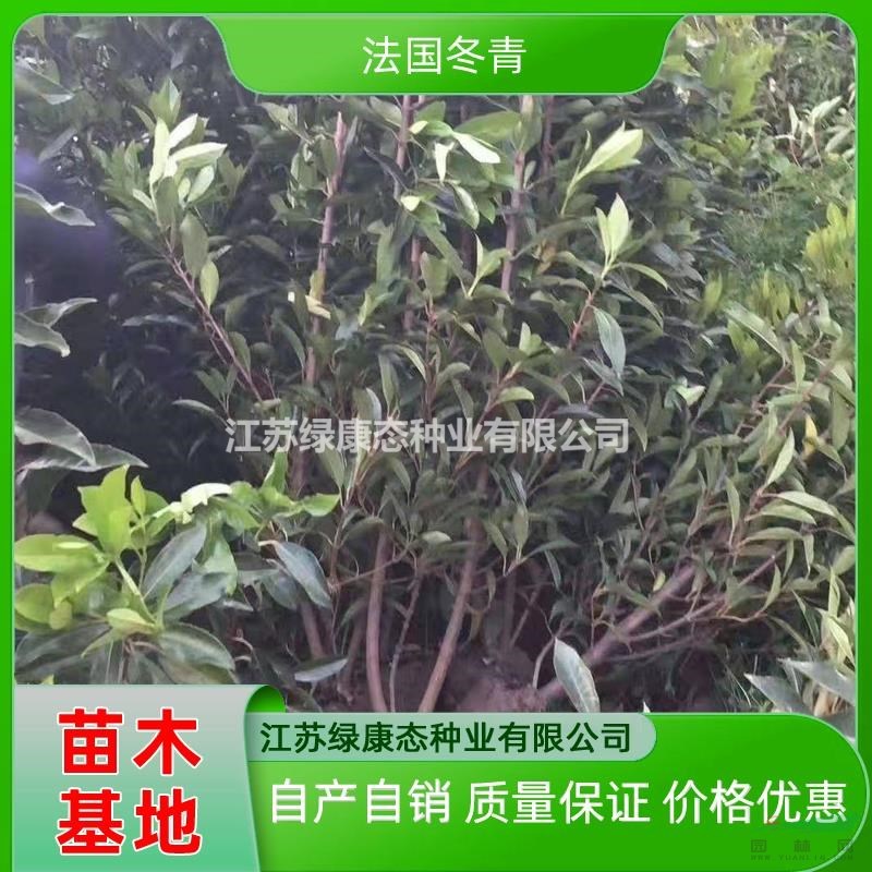 供應(yīng)高度80厘米法國冬青 低價(jià)出售法國冬青 法青基地 法國冬青小苗