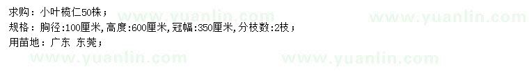 求購胸徑100公分小葉欖仁