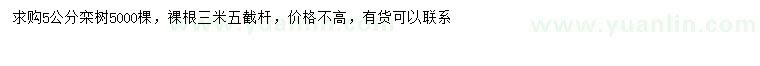 求購5公分欒樹