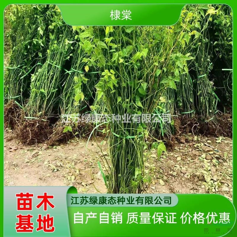 供應(yīng)高度100厘米棣棠 綠化苗木棣棠 棣棠基地 棣棠批發(fā) 棣棠小苗