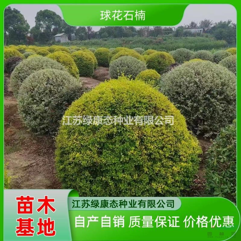 供應(yīng)高度100厘米球花石楠 自產(chǎn)自銷球花石楠球 常綠灌木球花石楠