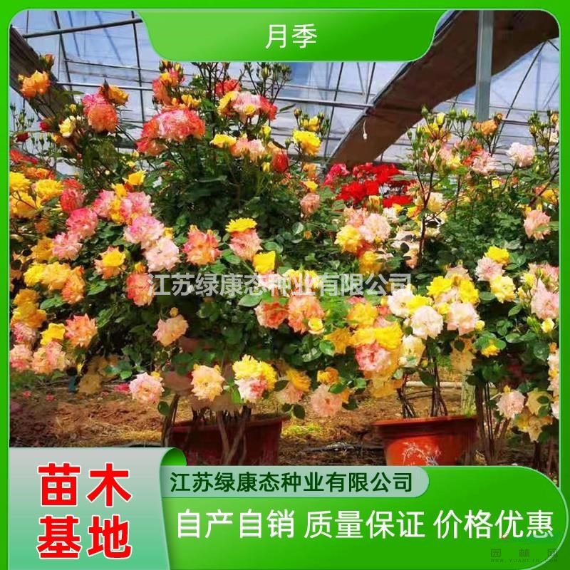 供應(yīng)高度100厘米月季 月季苗 月季樹 月季盆栽 批發(fā)月季 月季供應(yīng)商 月季基地