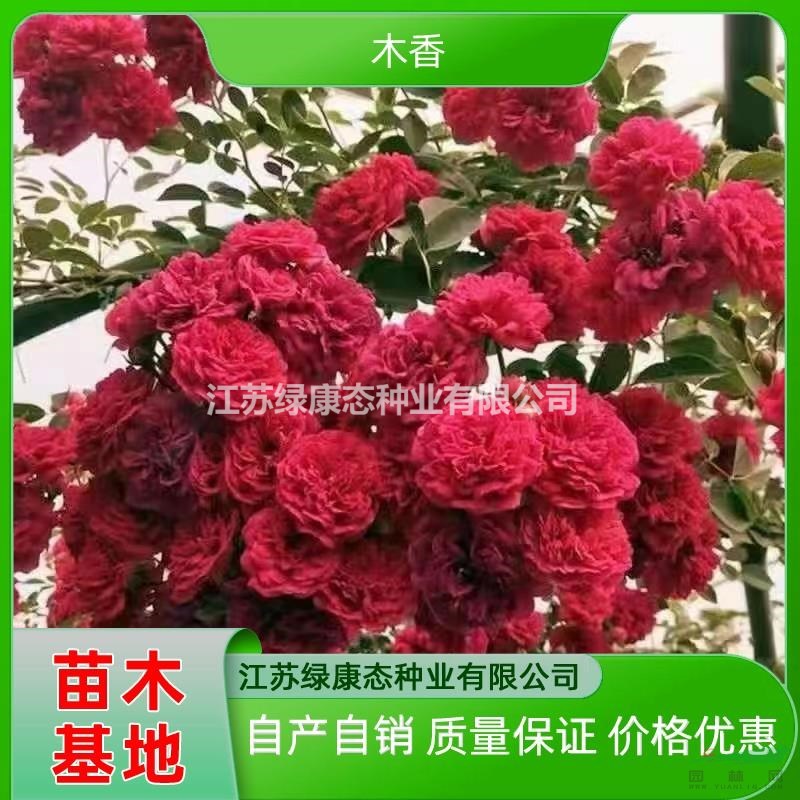 供應(yīng)高度100厘米木香 紅花木香 現(xiàn)挖現(xiàn)賣木香 批發(fā)木香廠家全年發(fā)貨