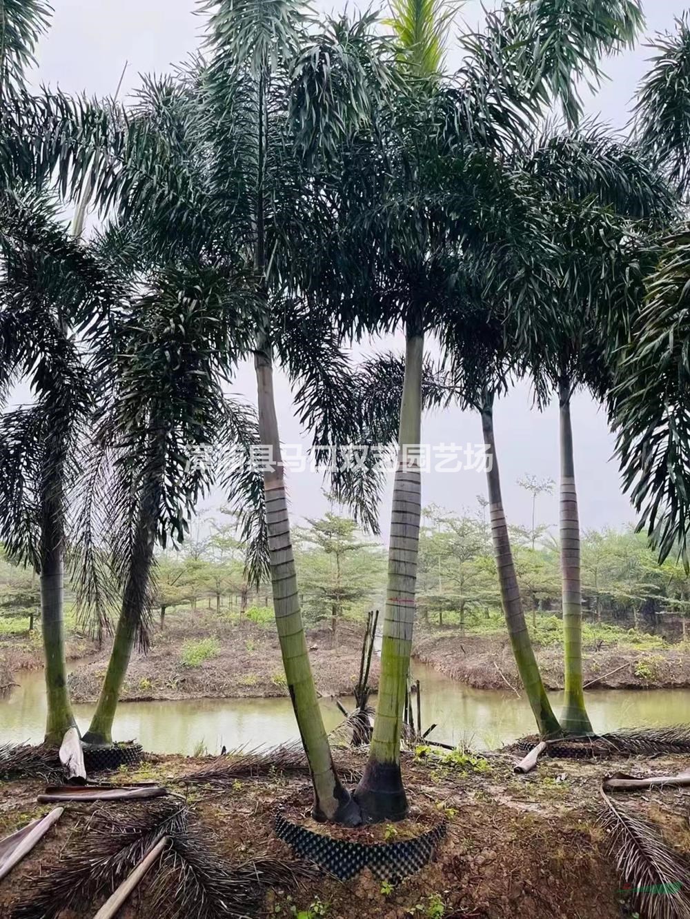 福建漳州狐尾椰子基地/福建狐尾椰子價格優(yōu)惠