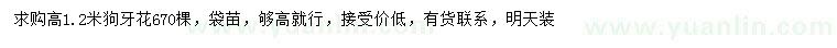 求購高1.2米狗牙花