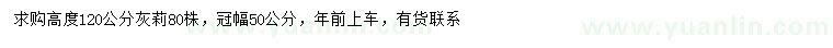 求購高120公分灰莉