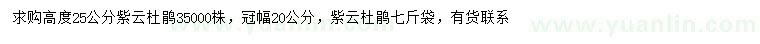 求購高25公分紫云杜鵑