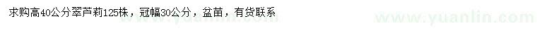 求購高40公分翠蘆莉