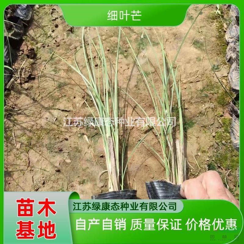 江蘇綠康態(tài)供應(yīng)高度30厘米細(xì)葉芒 多年生暖季型草本細(xì)葉芒