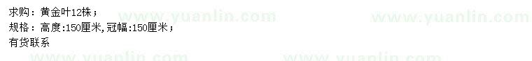 求購(gòu)高150公分黃金葉