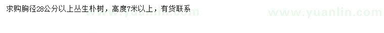 求購胸徑28公分以上叢生樸樹