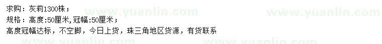 求購高50公分灰莉