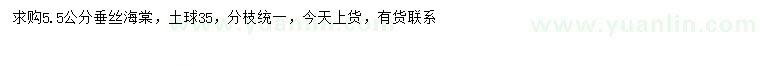 求購(gòu)5.5公分垂絲海棠