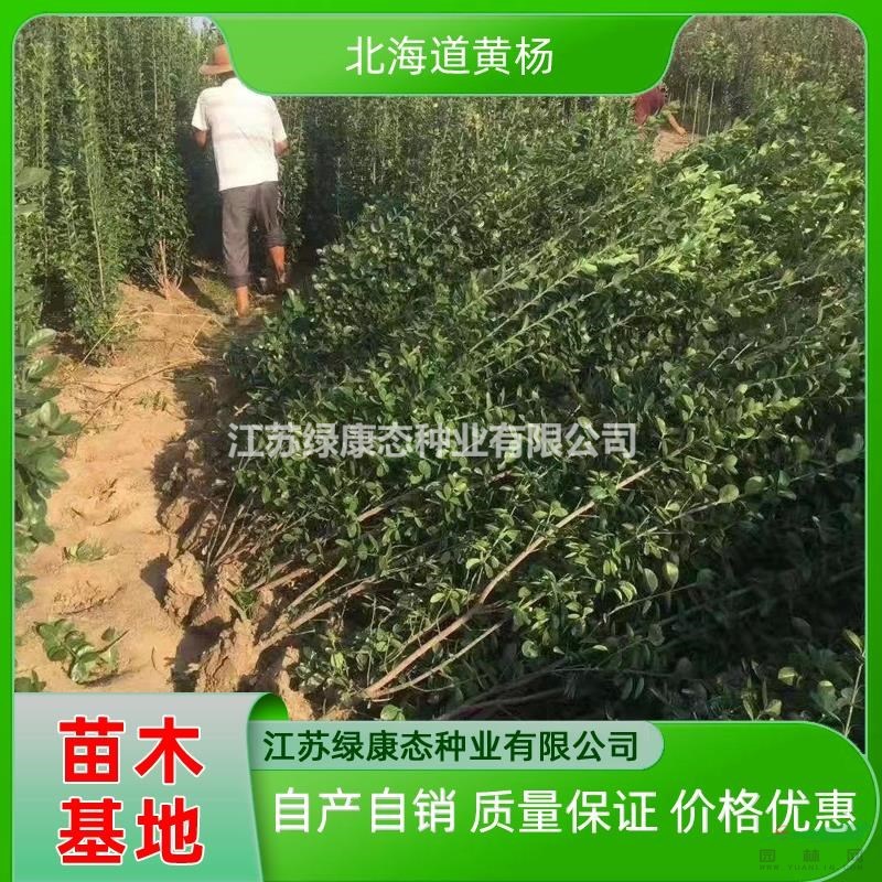 供應(yīng)高度180厘米北海道黃楊 高度180公分北海道黃楊 高度1.8米北海道黃楊
