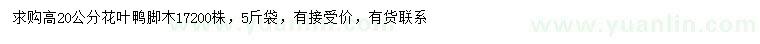 求購高20公分花葉鴨腳木
