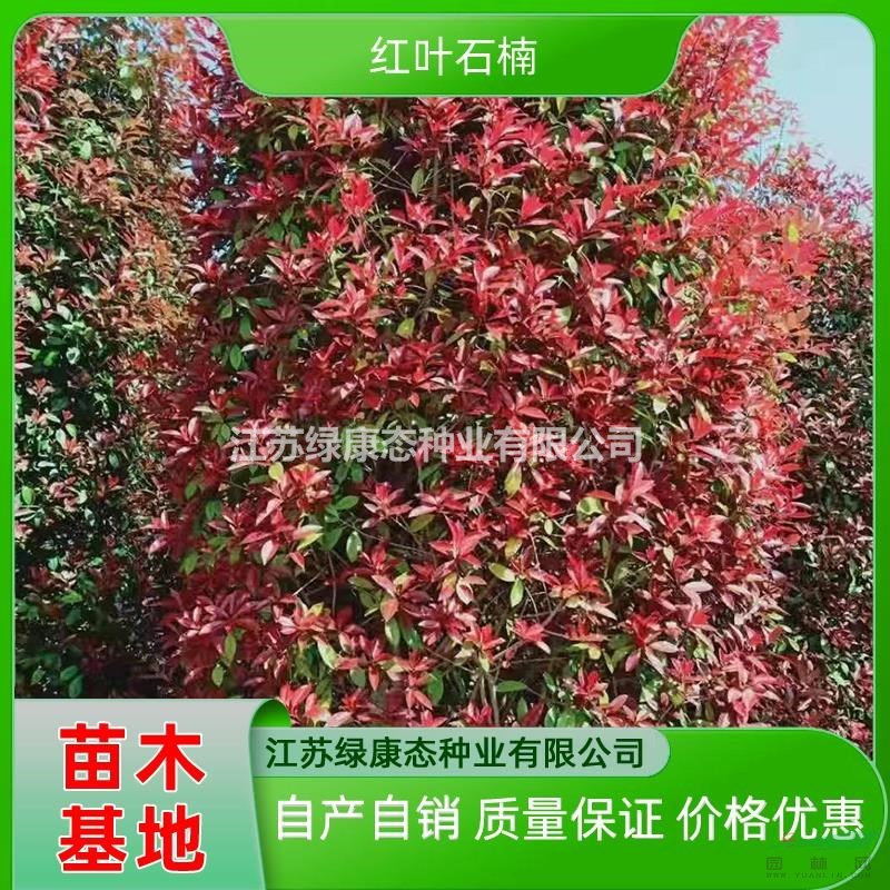 供應(yīng)高度200厘米紅葉石楠柱 精品紅葉石楠柱 道路綠化小區(qū)綠化紅葉石楠柱